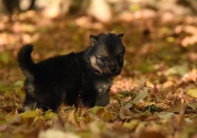 Les chiots de Chien finnois de Laponie