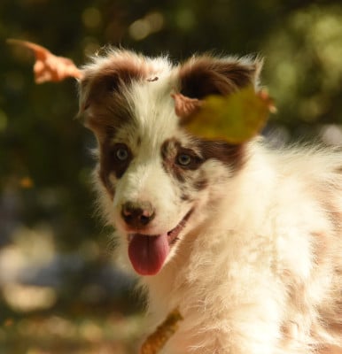 Les chiots de Border Collie
