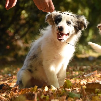 Les chiots de Border Collie