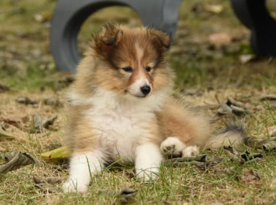 Les chiots de Shetland Sheepdog