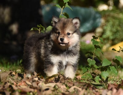 Les chiots de Chien finnois de Laponie