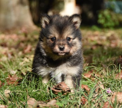 Les chiots de Chien finnois de Laponie