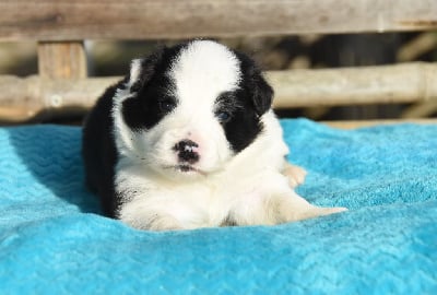 Les chiots de Border Collie