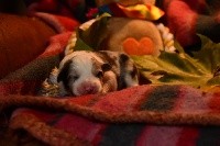 Border Collie - des Collines de Sagne