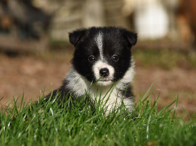 Les chiots de Border Collie