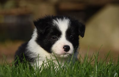 Les chiots de Border Collie