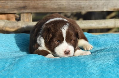 Les chiots de Border Collie