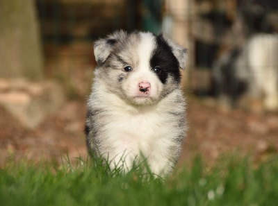 Les chiots de Border Collie
