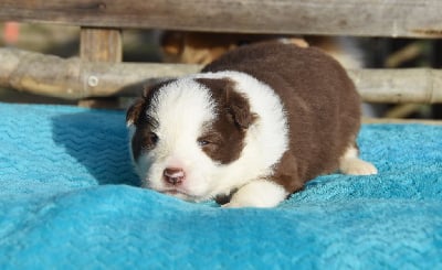 Les chiots de Border Collie