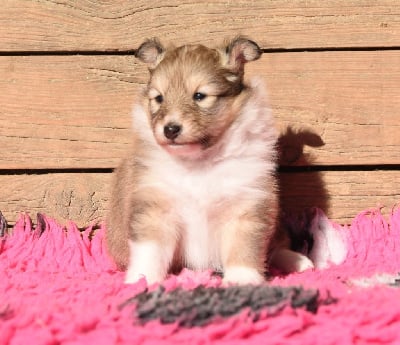 Les chiots de Shetland Sheepdog