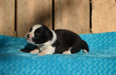 Les chiots de Border Collie