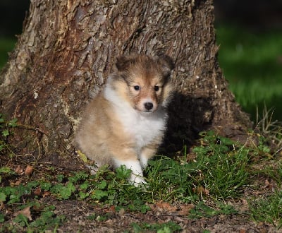Les chiots de Shetland Sheepdog