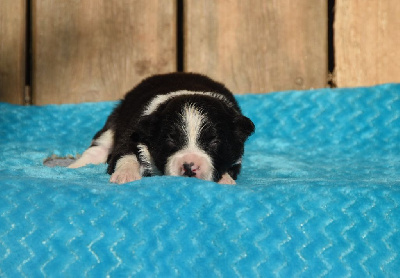 Les chiots de Border Collie