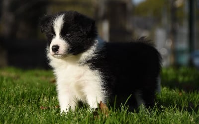 Les chiots de Border Collie