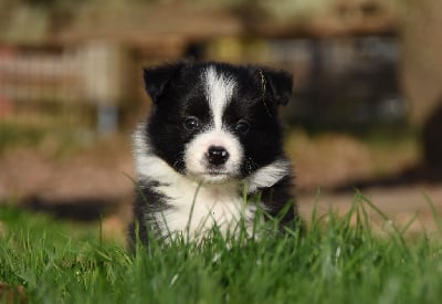 Les chiots de Border Collie