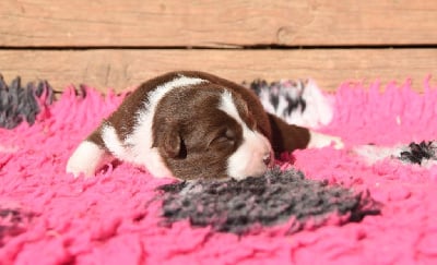 Les chiots de Border Collie