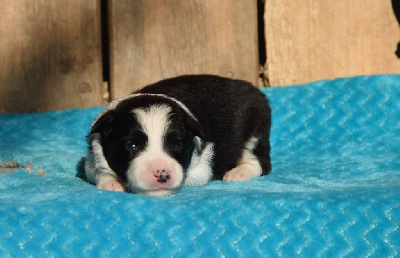 Les chiots de Border Collie