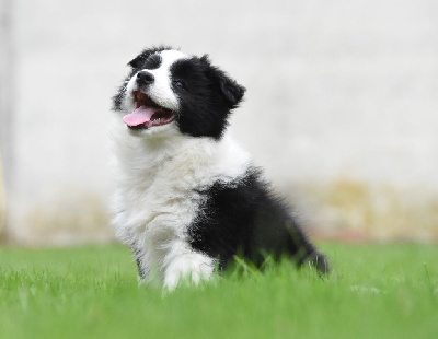 Les chiots de Border Collie