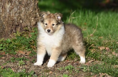 Les chiots de Shetland Sheepdog