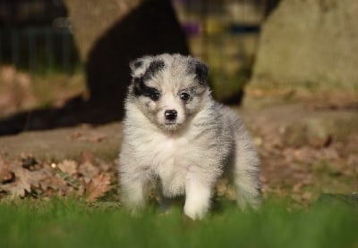 Les chiots de Border Collie