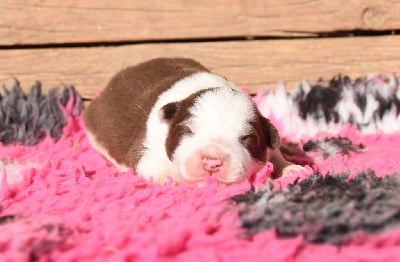 Les chiots de Border Collie