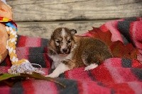 Shetland Sheepdog - des Collines de Sagne