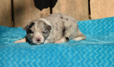 Les chiots de Border Collie