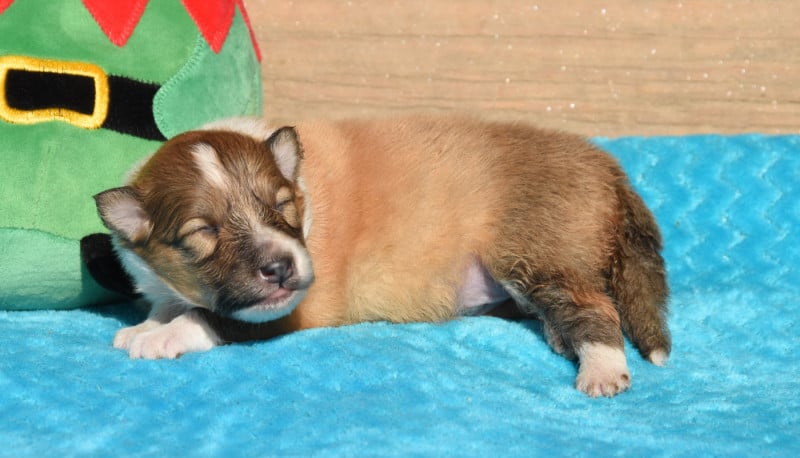 Shetland Sheepdog - des Collines de Sagne
