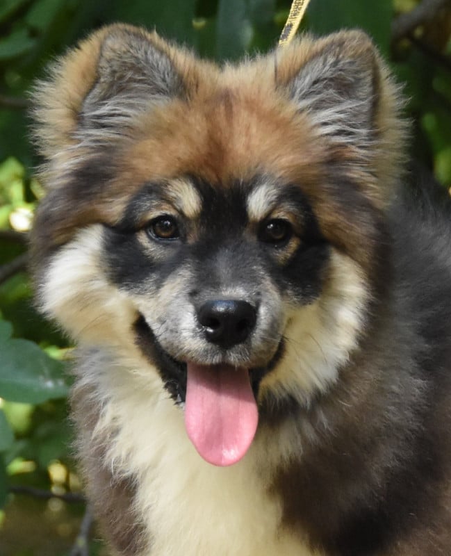 Chien finnois de Laponie - des Collines de Sagne