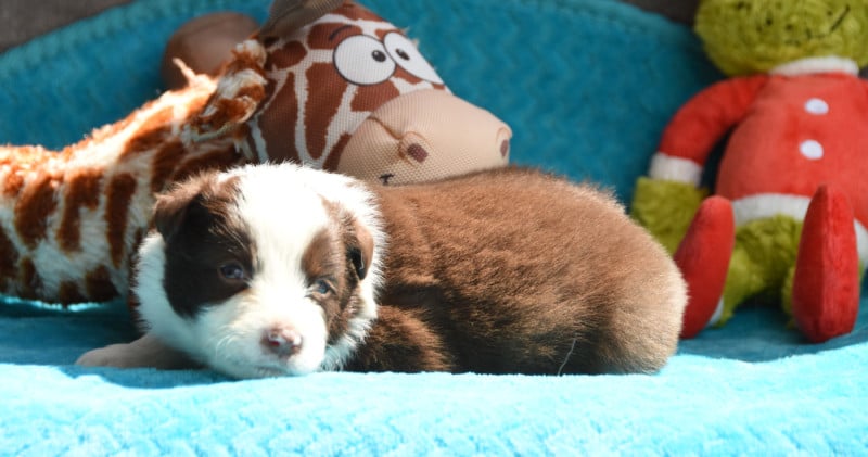 Border Collie - des Collines de Sagne