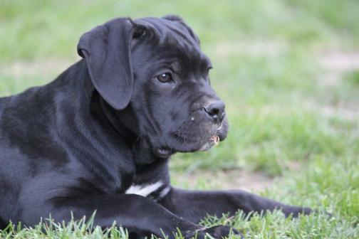 Publication : Dei Molossi D'eburon