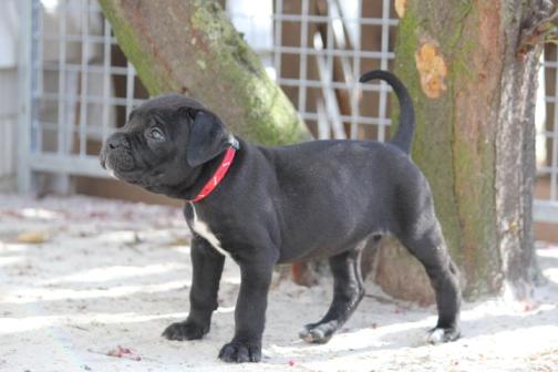 Publication : Dei Molossi D'eburon