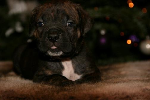 Publication : Dei Molossi D'eburon Auteur : Chtuka