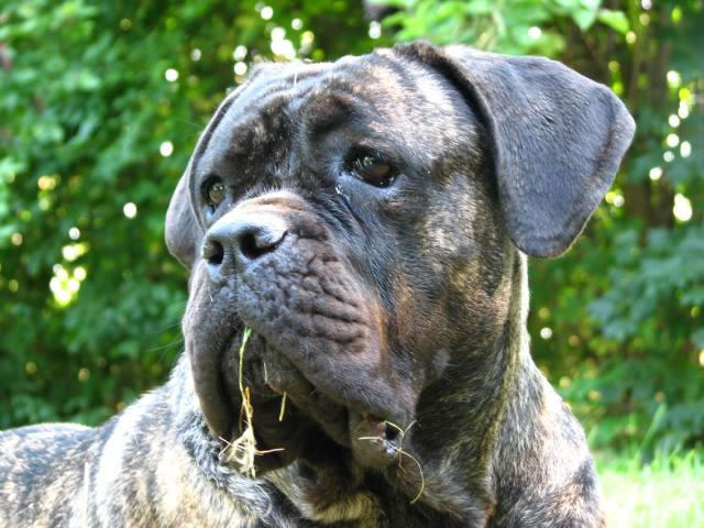 Publication : Dei Molossi D'eburon Auteur : Katja Chtuka