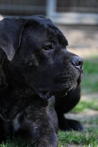 Publication : Dei Molossi D'eburon Auteur : Katja Chtuka