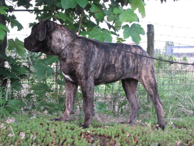 Publication : Dei Molossi D'eburon Auteur : Katja Chtuka