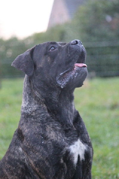 Publication : Dei Molossi D'eburon Auteur : Katja Chtuka