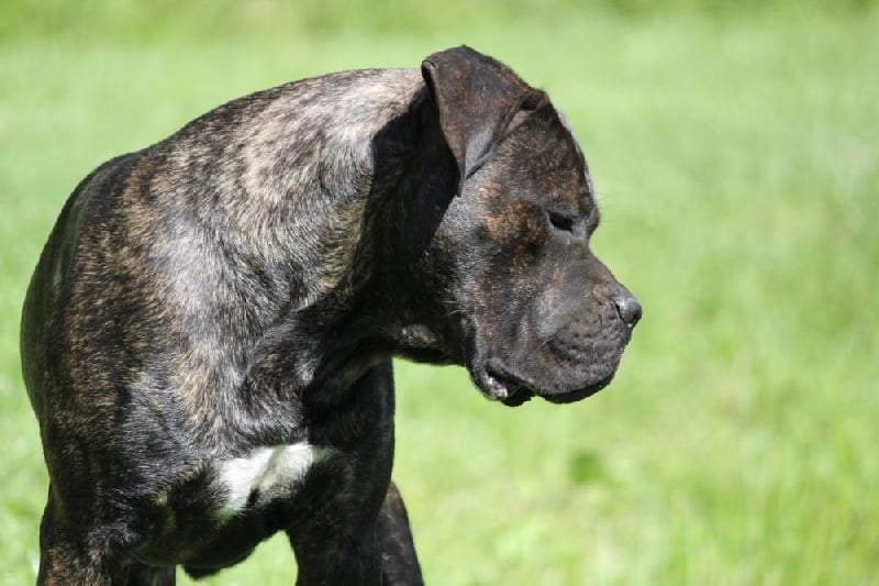 Publication : Dei Molossi D'eburon Auteur : Katja Chtuka