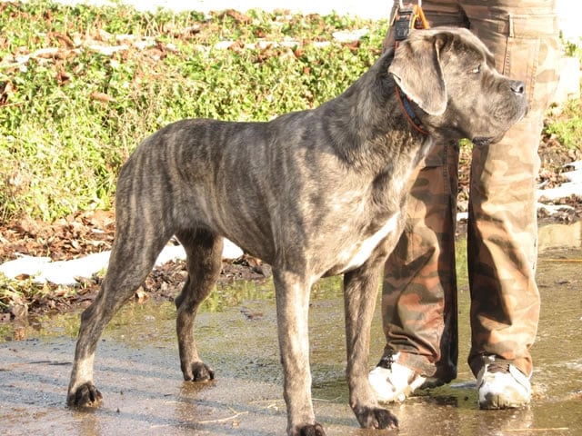 Publication : Dei Molossi D'eburon Auteur : Katja Chtuka