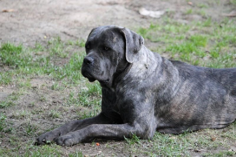 Publication : Dei Molossi D'eburon Auteur : Katja Chtuka