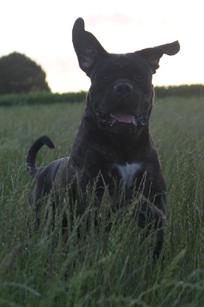 Publication : Dei Molossi D'eburon Auteur : Katja Chtuka