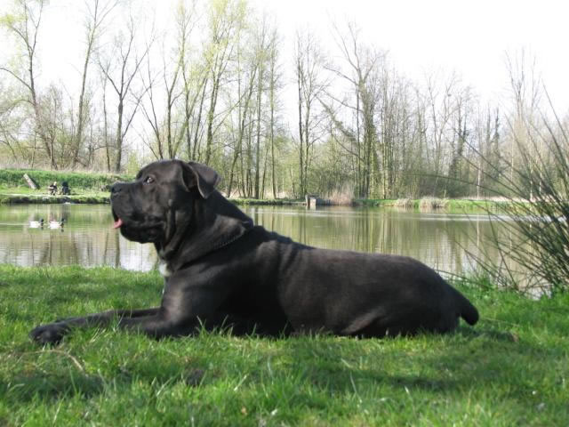 Publication : Dei Molossi D'eburon Auteur : Katja Chtuka