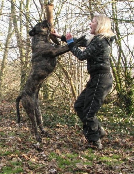 Publication : Dei Molossi D'eburon Auteur : Katja Chtuka