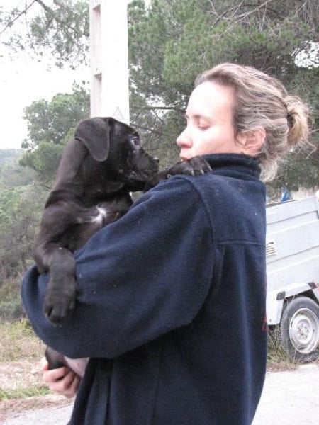 Publication : Dei Molossi D'eburon Auteur : Katja Chtuka