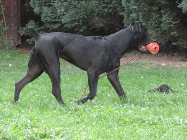 Publication : Dei Molossi D'eburon Auteur : Katja Chtuka