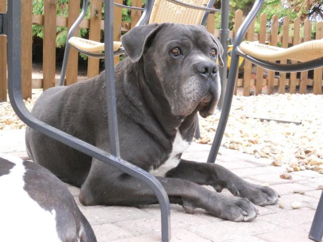 Publication : Dei Molossi D'eburon Auteur : Katja Chtuka