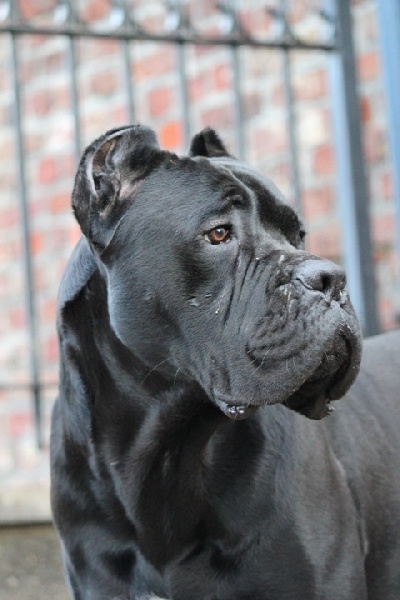 Publication : Dei Molossi D'eburon Auteur : Chtuka