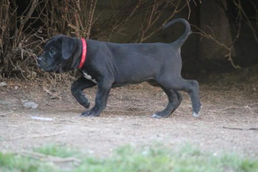 Publication : Dei Molossi D'eburon