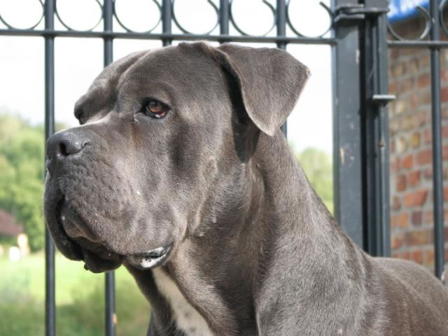 Publication : Dei Molossi D'eburon Auteur : Katja Chtuka