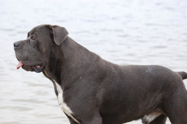 Publication : Dei Molossi D'eburon Auteur : Katja Chtuka